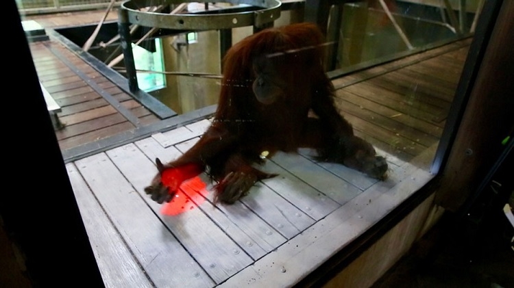 Орангутанам полюбился Kinect"