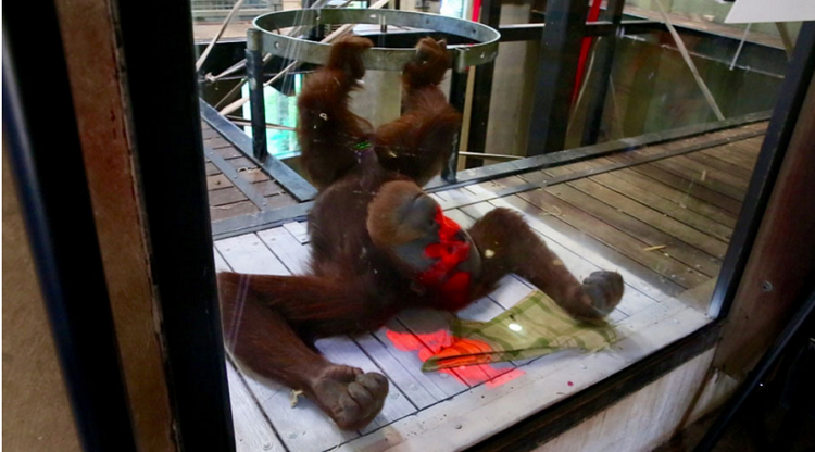 Орангутанам полюбился Kinect"